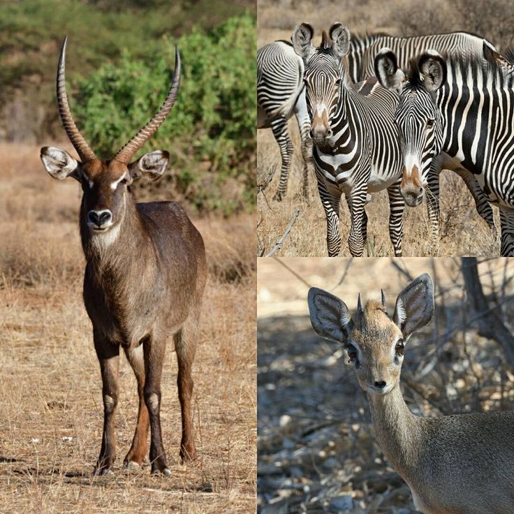 Samburu 6